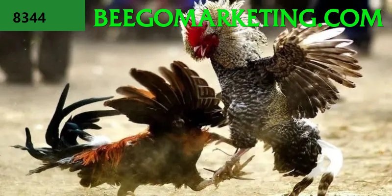 Đá Gà Trực Tiếp - Betweb