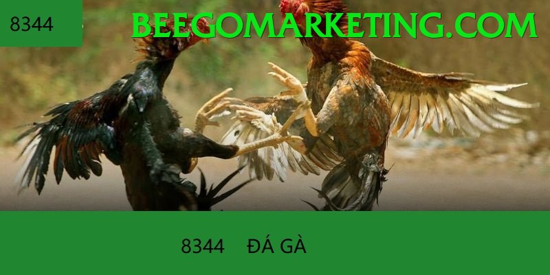 Đá Gà Trực Tiếp - Trải nghiệm tuyệt vời