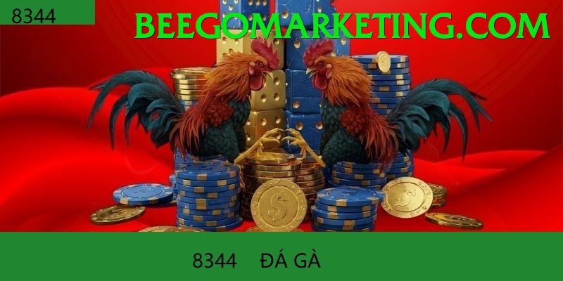 Đá Gà Trực Tiếp - Ưu đãi đặc biệt